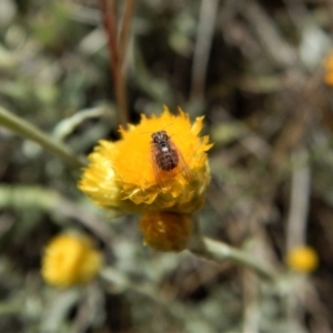 Psyllidae sp. (family) at Cook, ACT - 29 Oct 2017