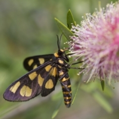 Amata (genus) (Handmaiden Moth) at Michelago, NSW - 4 Feb 2017 by Illilanga