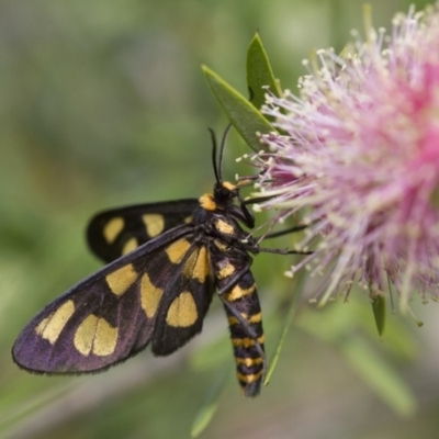 Amata (genus) (Handmaiden Moth) at Michelago, NSW - 4 Feb 2017 by Illilanga
