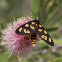 Amata (genus) at Michelago, NSW - 5 Feb 2017 09:02 AM