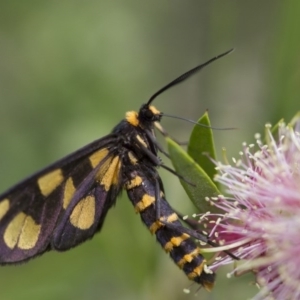 Amata (genus) at Michelago, NSW - 5 Feb 2017