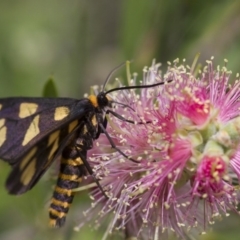 Amata (genus) at Michelago, NSW - 5 Feb 2017 09:02 AM