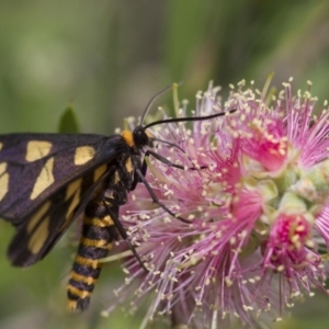 Amata (genus) at Michelago, NSW - 5 Feb 2017