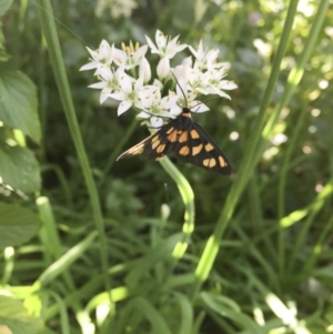 Amata (genus) at Michelago, NSW - 11 Mar 2017