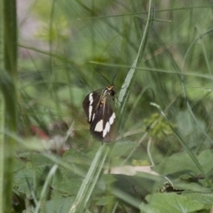 Nyctemera amicus (Senecio Moth, Magpie Moth, Cineraria Moth) at Michelago, NSW - 2 Feb 2015 by Illilanga
