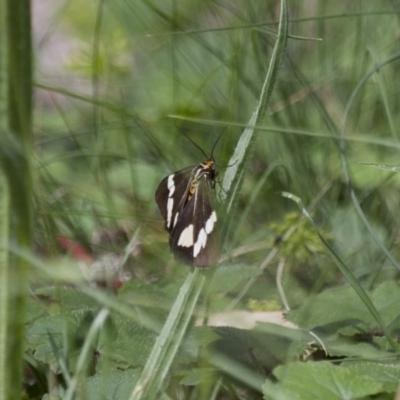 Nyctemera amicus (Senecio Moth, Magpie Moth, Cineraria Moth) at Michelago, NSW - 2 Feb 2015 by Illilanga