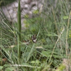 Nyctemera amicus at Michelago, NSW - 2 Feb 2015