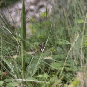 Nyctemera amicus at Michelago, NSW - 2 Feb 2015