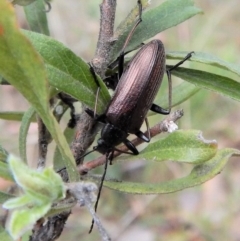 Homotrysis cisteloides (Darkling beetle) at Cook, ACT - 27 Oct 2017 by CathB