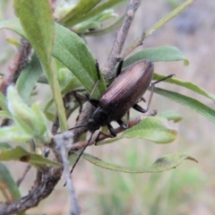 Homotrysis cisteloides at Cook, ACT - 27 Oct 2017