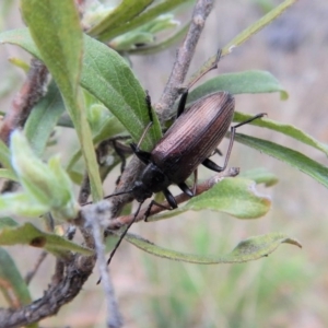 Homotrysis cisteloides at Cook, ACT - 27 Oct 2017