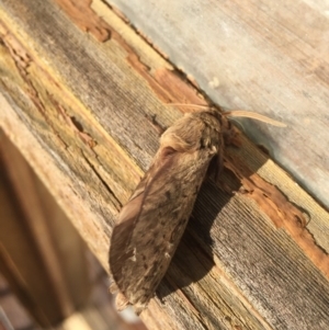 Oxycanus antipoda at Michelago, NSW - 20 May 2017