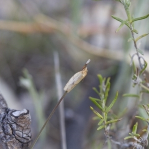 Tortricinae (subfamily) at Michelago, NSW - 7 Oct 2017