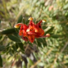 Grevillea alpina (Mountain Grevillea / Cat's Claws Grevillea) at Cook, ACT - 29 Oct 2017 by CathB