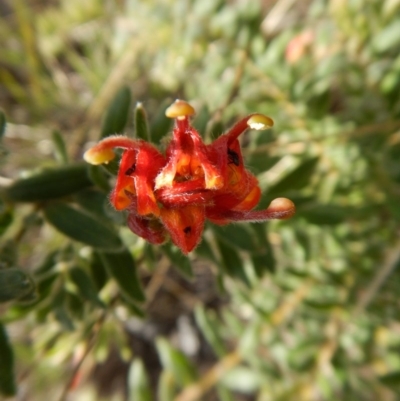 Grevillea alpina (Mountain Grevillea / Cat's Claws Grevillea) at Cook, ACT - 29 Oct 2017 by CathB