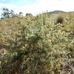 Grevillea alpina at Cook, ACT - 29 Oct 2017