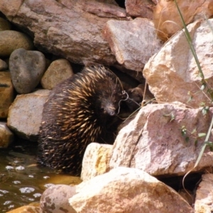 Tachyglossus aculeatus at Michelago, NSW - 21 Feb 2009 10:11 AM