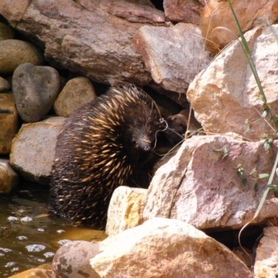 Tachyglossus aculeatus (Short-beaked Echidna) at Michelago, NSW - 20 Feb 2009 by Illilanga