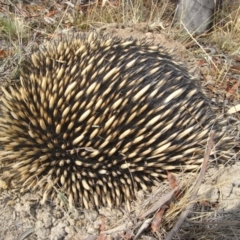 Tachyglossus aculeatus (Short-beaked Echidna) at Michelago, NSW - 7 Dec 2009 by Illilanga