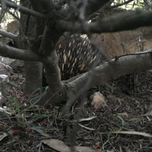 Tachyglossus aculeatus at Michelago, NSW - 26 Sep 2017