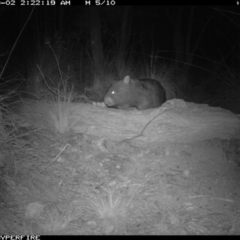 Vombatus ursinus (Bare-nosed Wombat) at Michelago, NSW - 2 Sep 2011 by Illilanga