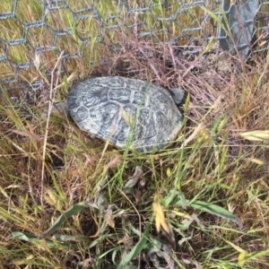 Chelodina longicollis at Gungahlin, ACT - 30 Oct 2017