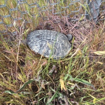 Chelodina longicollis (Eastern Long-necked Turtle) at Gungahlin, ACT - 29 Oct 2017 by JVWW