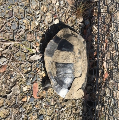 Chelodina longicollis (Eastern Long-necked Turtle) at Gungahlin, ACT - 29 Oct 2017 by JVWW