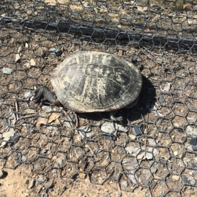 Chelodina longicollis (Eastern Long-necked Turtle) at Gungahlin, ACT - 29 Oct 2017 by JVWW