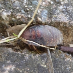 Laxta sp. (genus) (Bark cockroach) at Latham, ACT - 28 Oct 2017 by Christine