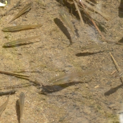 Gambusia holbrooki (Gambusia, Plague minnow, Mosquito fish) at Umbagong District Park - 28 Oct 2017 by Christine