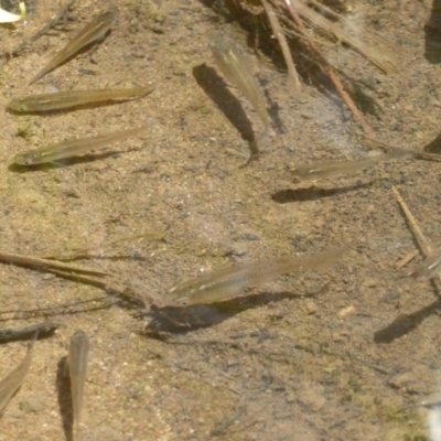 Gambusia holbrooki (Gambusia, Plague minnow, Mosquito fish) at Umbagong District Park - 29 Oct 2017 by Christine