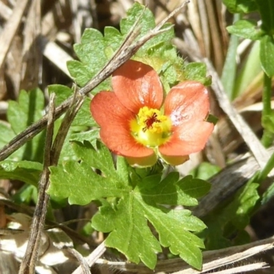 Modiola caroliniana (Red-flowered Mallow) at Latham, ACT - 29 Oct 2017 by Christine