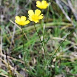 Ranunculus lappaceus at Wamboin, NSW - 30 Oct 2017 08:51 PM