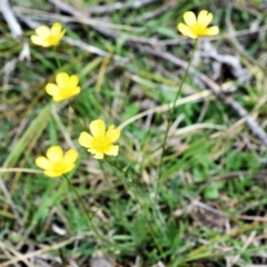 Ranunculus lappaceus at Wamboin, NSW - 30 Oct 2017 08:51 PM