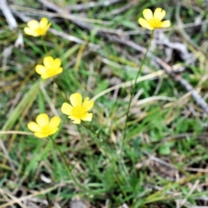 Ranunculus lappaceus at Wamboin, NSW - 30 Oct 2017