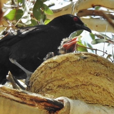 Corcorax melanorhamphos (White-winged Chough) at Farrer Ridge - 30 Oct 2017 by JohnBundock