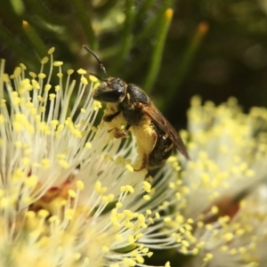 Lasioglossum (Chilalictus) bicingulatum at Acton, ACT - 29 Oct 2017 03:34 PM