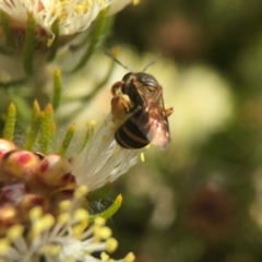 Lasioglossum (Chilalictus) bicingulatum at Acton, ACT - 29 Oct 2017 03:34 PM