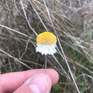 Leucochrysum albicans subsp. tricolor at Watson, ACT - 30 Oct 2017