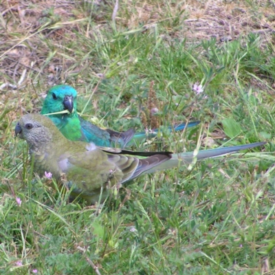 Psephotus haematonotus (Red-rumped Parrot) at Greenway, ACT - 29 Oct 2017 by MatthewFrawley