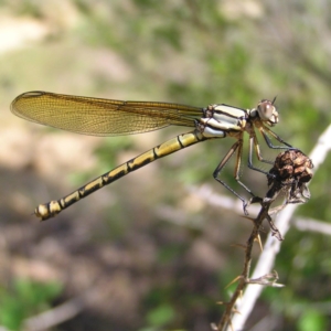 Diphlebia nymphoides at Bonython, ACT - 29 Oct 2017