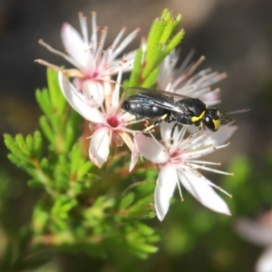 Hylaeus (Gnathoprosopoides) bituberculatus at Acton, ACT - 29 Oct 2017