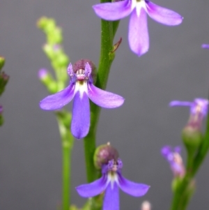 Lobelia gibbosa at Hackett, ACT - 26 Nov 2010