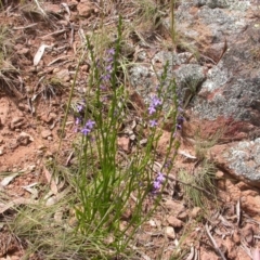 Lobelia gibbosa at Hackett, ACT - 26 Nov 2010