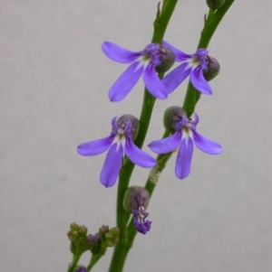 Lobelia gibbosa at Hackett, ACT - 26 Nov 2010