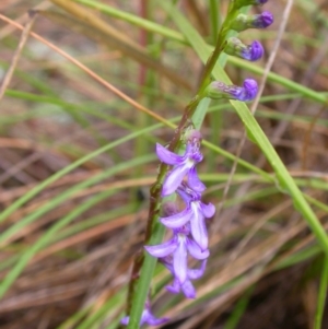 Lobelia gibbosa at Hackett, ACT - 29 Nov 2010 09:19 AM