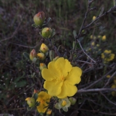 Hibbertia obtusifolia (Grey Guinea-flower) at Conder, ACT - 24 Oct 2017 by member211