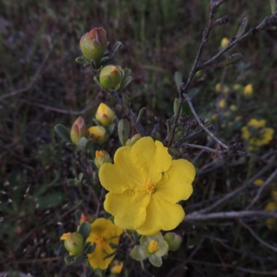 Hibbertia obtusifolia (Grey Guinea-flower) at Rob Roy Range - 24 Oct 2017 by member211