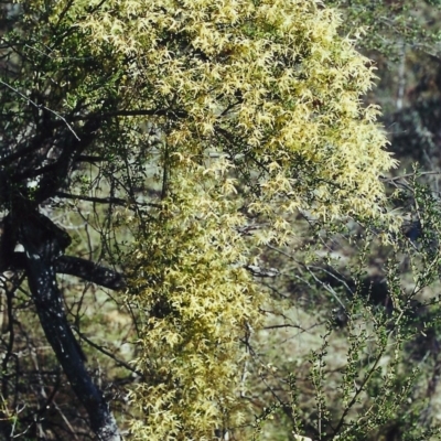 Clematis leptophylla (Small-leaf Clematis, Old Man's Beard) at Tuggeranong Hill - 3 Sep 2000 by michaelb